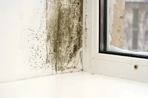 How can I prevent Mold Growth in my Commercial Building?