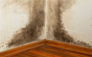 Mold In Unlikely Places