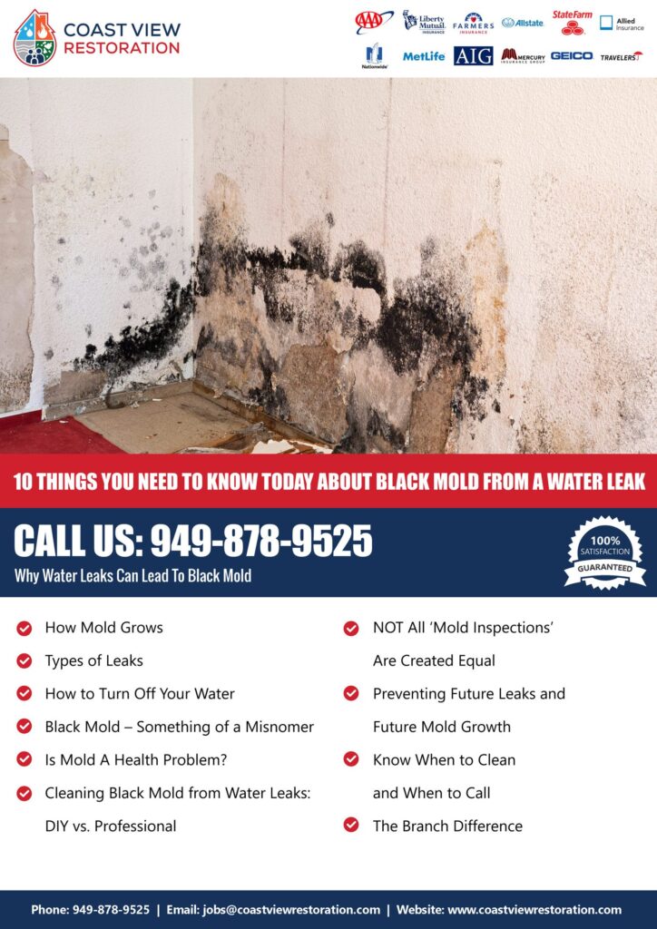 10 things you need to know today about Black Mold from a Water Leak