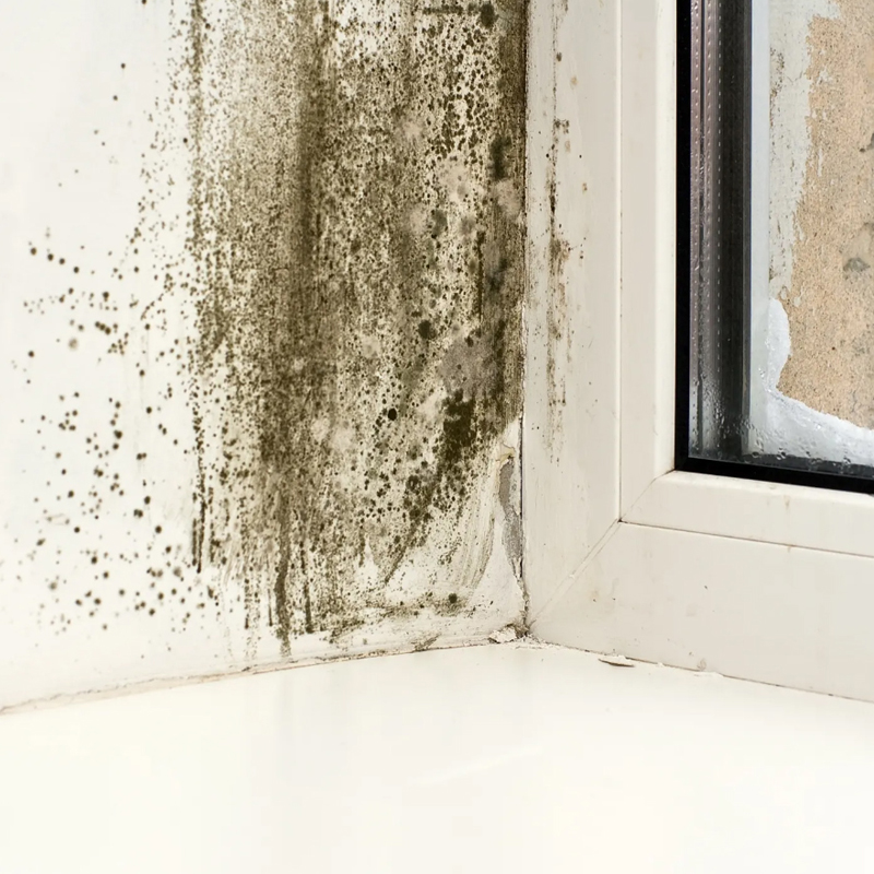 Mold Remediation